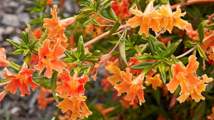 Mimulus aurantiacus (Bush Monkey Flower)